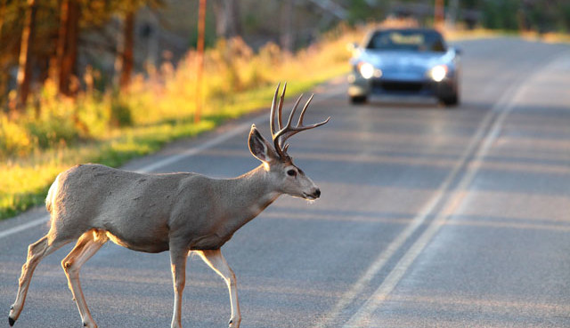 Deer crossing road 640x369