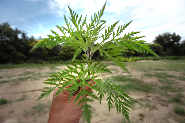 Környezet Parlagfű