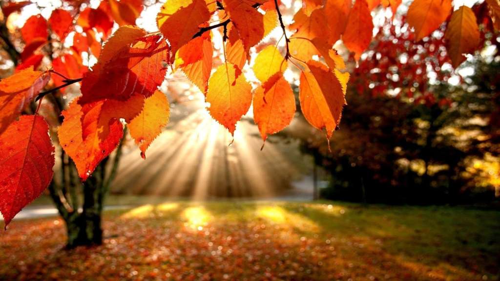 1395364828 autumn+leaves.jpg original