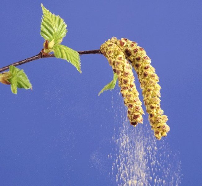 Pollen