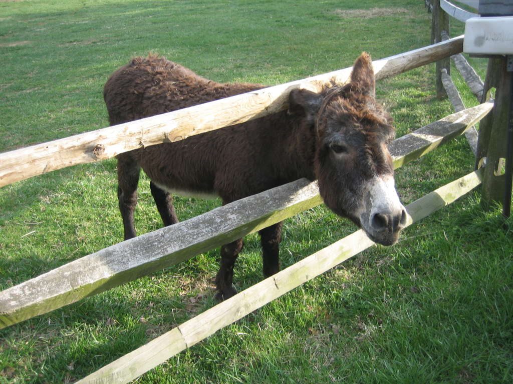 Moonshine the donkey