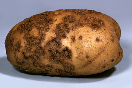 Krumpli
