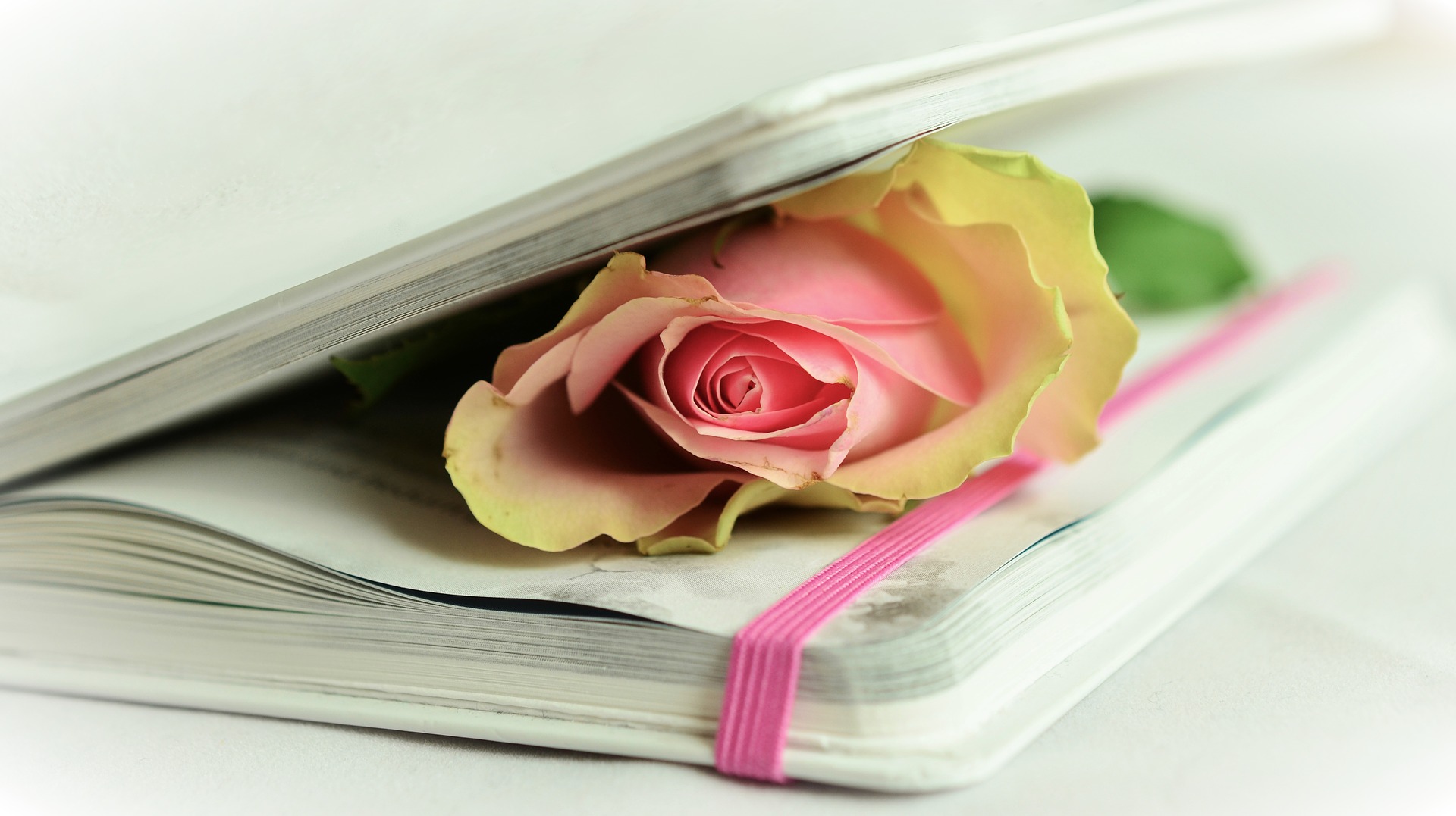 Rose 764267