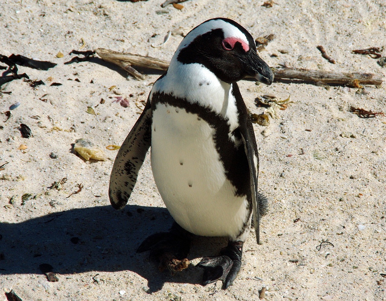 South africa 1089857