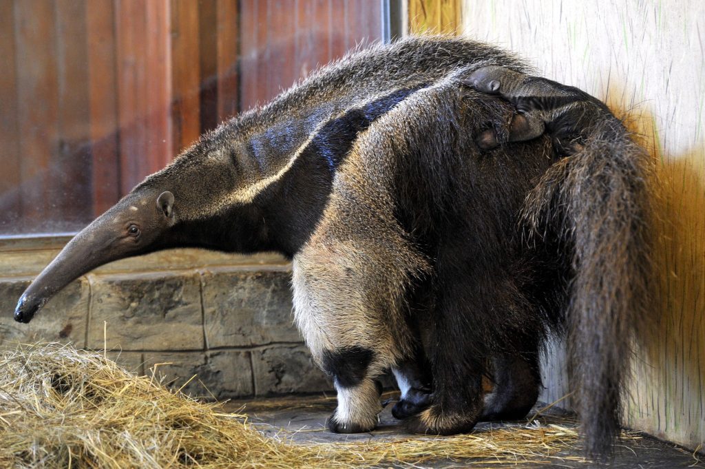 Elõször született sörényes hangyász a fõvárosi állatker