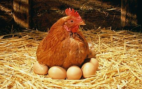 Hen eggs 1370969c