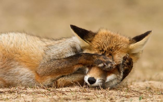 Fox.