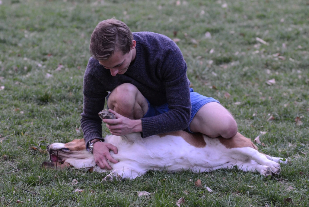 070408 polly basset hound