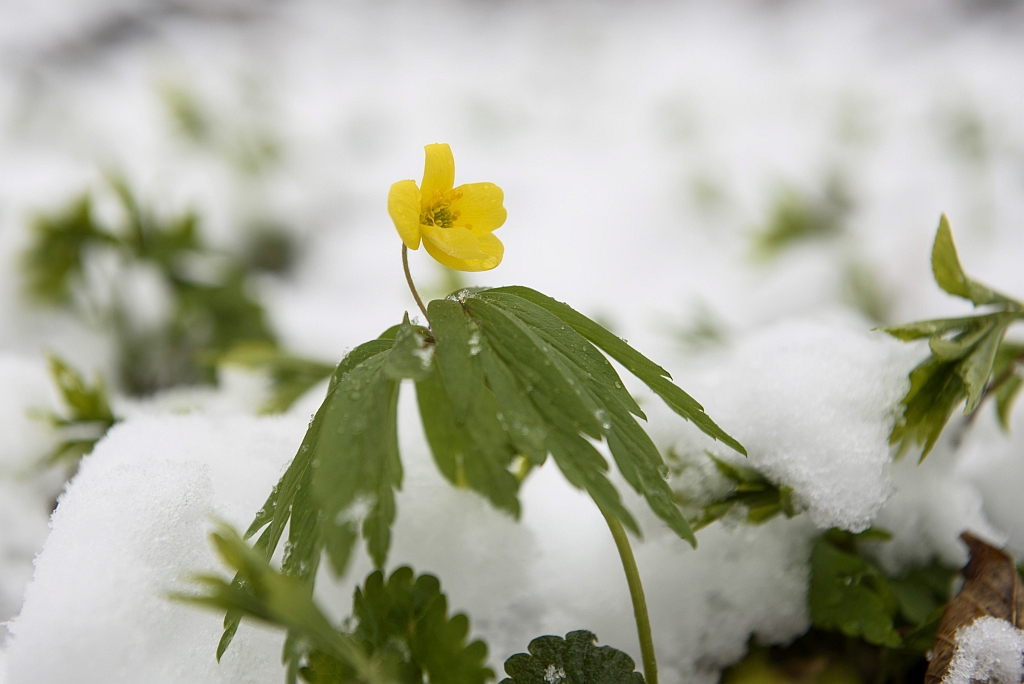 170418 havazas kekestetö