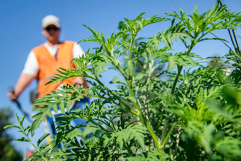 Parlagfűirtás Nagyszénáson