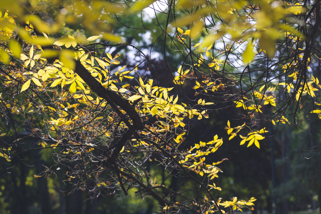 171007 esrekkert ösz1