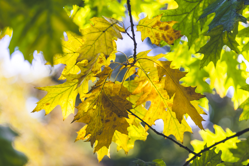 171007 esrekkert ösz6