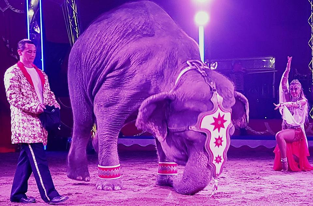 171031 cirkusz hungaria1