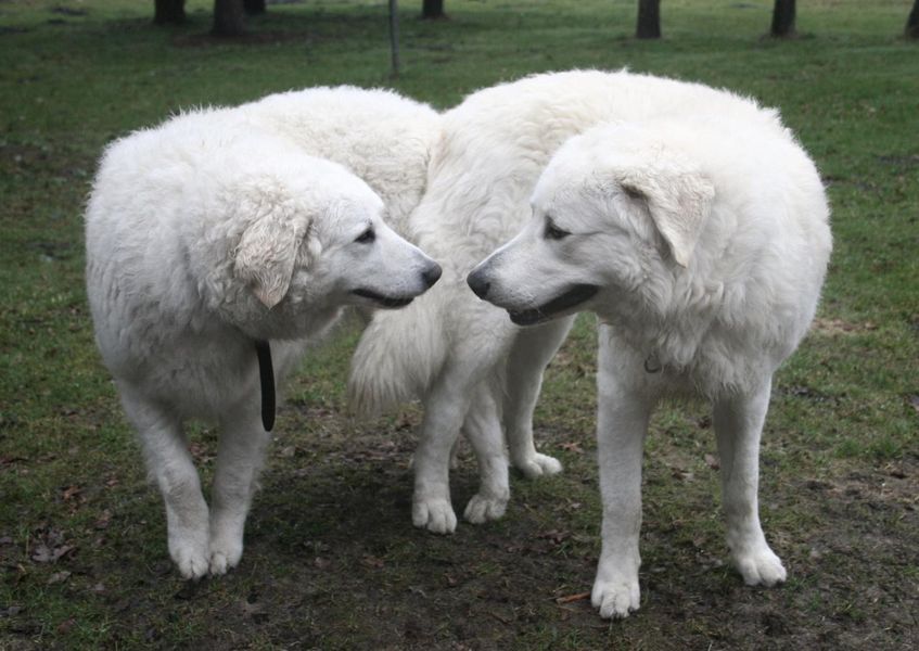 171108 kuvasz kutya