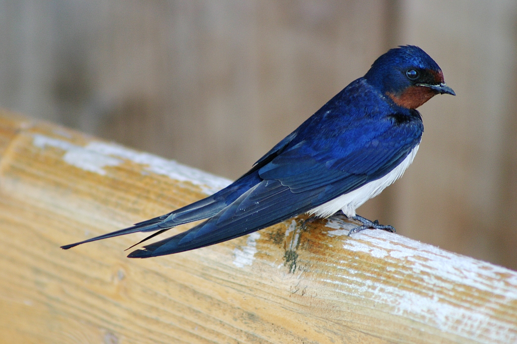 A füsti fecske (Hirundo rustica) a verébalakúak rendjébe és a fecskefélék (Hirundinidae) családjába tartozó, apró testû, villámgyors röptû madár. Ausztrália és az Antarktisz kivételével minden kontinensen elterjedt vándormadár, csak a hideg éghajlati övet és a sivatagos területeket kerüli. A füsti fecske feje és háta kékesfekete, hasa világos, vöröses árnyalattal, mellénye és homloka élénk rozsdaszínû. A torokfoltot fekete torokszalag választja el a testaljtól. Farka villás, és ahogy idõsödik a madár, úgy válik egyre hosszabbá és vékonyabbá, alsó részén pedig néhány fehér toll is megjelenik. A fiatal egyedek színei halványabbak, farkuk szélesebb. Lába csupasz. Ez a madár rendkívül kicsi és könnyû: testhossza csak hosszú farktollai miatt éri el a 17 19 centimétert. Vékony, hosszú, hegyes szárnyainak fesztávolsága 32 34 centiméter. A füsti fecske testtömege 16 20 gramm között mozog. A kecses, gyors füsti fecske hasznos madár: repülõ rovarokkal, levéltetvekkel, kisebb lepkékkel táplálkozik. Ha már kevés a táplálék, pókokra és hernyókra is ráfanyalodik. Az õsz közeledtével mind kevesebb rovar repked a levegõben, így egyre inkább a vízpartok környékén keresgél. Amikor esõ közeleg, a rovarok is földközelben maradnak, ezért jelzik az alacsonyan szálló fecskék az idõjárásváltozást. Augusztusban szeptemberben a fecskék kisebb nagyobb csoportokba verõdnek a háztetõk gerincén és a villanydrótokon, készülve az elõttük álló hosszú utazásra. A vedlés a többi költözõ madártól eltérõen a telelõhelyen történik meg, nem indulás elõtt. A vándorlás során a csapatokban vonuló madarak óriási távolságokat képesek megtenni, és nagyobb nádasokban éjszakáznak. A füsti fecske éneke csicsergõ fecsegõ, hívóhangja "tszvit tszvit tszvit", vészjelzéskor pedig síró "tszink tszink" hangot hallat. A délrõl megérkezett füsti fecskék számára májusban érkezik el a költési idõszak kezdete. Az amúgy társas madarak ekkor párokat alkotnak, és közösen fészket kezdenek építeni. A csésze alakú fészket szinte kizárólag emberi környezetben, épületek (istállók, pajták) fedett részeiben cseppenként és szálanként tapasztják össze a pocsolyák sarából és különféle növényi részekbõl. Sokszor elõzõ évi fészkeket foglalnak el újra és bõvítenek ki. A füsti fecske nem kimondottan telepes fészkelõ, ám gyakran elõfordul, hogy meglehetõs közelségben épül fel több költõhely. A füsti fecske évente többnyire két bõséges idõben három fészekaljat nevel fel, bár elterjedése északi részén általában csak egyet. Egy alkalommal 4 6 fehér alapon kékesbarnán pettyezett tojást rak, amelyek 14 16 nap múlva kelnek ki. A fiókák kezdetben csupaszok és vakok, mintegy 18 23 napon belül válnak röpképessé. Csillapíthatatlan étvágyukat addig mindkét szülõ igyekszik kielégíteni. Ilyenkor egy nagyobb fészekaljhoz akár naponta 400 alkalommal hoznak a torkukban eledelt. A füsti fecske a Kárpát medencében az áprilistól szeptemberig terjedõ idõszakban figyelhetõ meg. Rendkívül gyakori fészkelõ. Magyarországi becsült állománya az ezredfordulón 220 320 000 párra volt tehetõ, és stabilnak mondható volt (2001 és 2006 között drasztikusan csökkent az állomány). Legnagyobb sûrûségben az Alföldön fordul elõ, de egész Magyarországon találkozhatunk a fajjal. A legritkább a Kisalföld északi részén, a Szigetköz vidékén és a városi területeken. Magyarországon védett madár, eszmei értéke 10 000 forint. SPEC értékelése 3 as, azaz az európai populációk kedvezõtlen helyzetben vannak, de a teljes állomány zöme nem Európában fordul elõ. Elsõsorban táplálékának vegyszeres pusztítása jelent veszélyt e fajra. A faj szerepel a Természetvédelmi Világszövetség Vörös Listáján. (Forrás: Wikipédia)