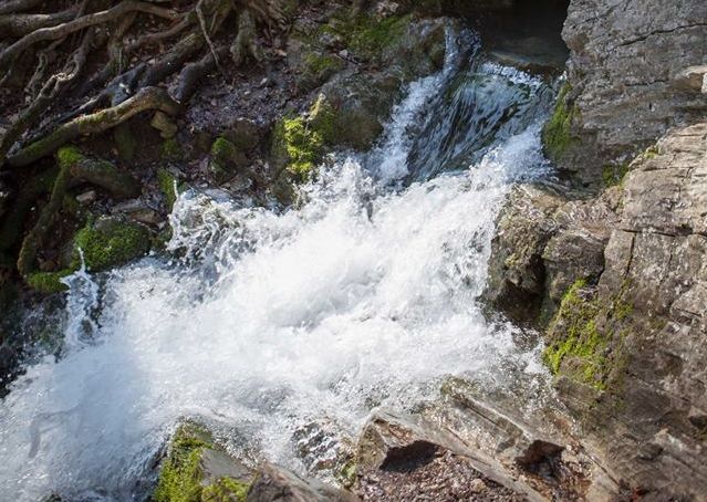 1803 imo forras bukk