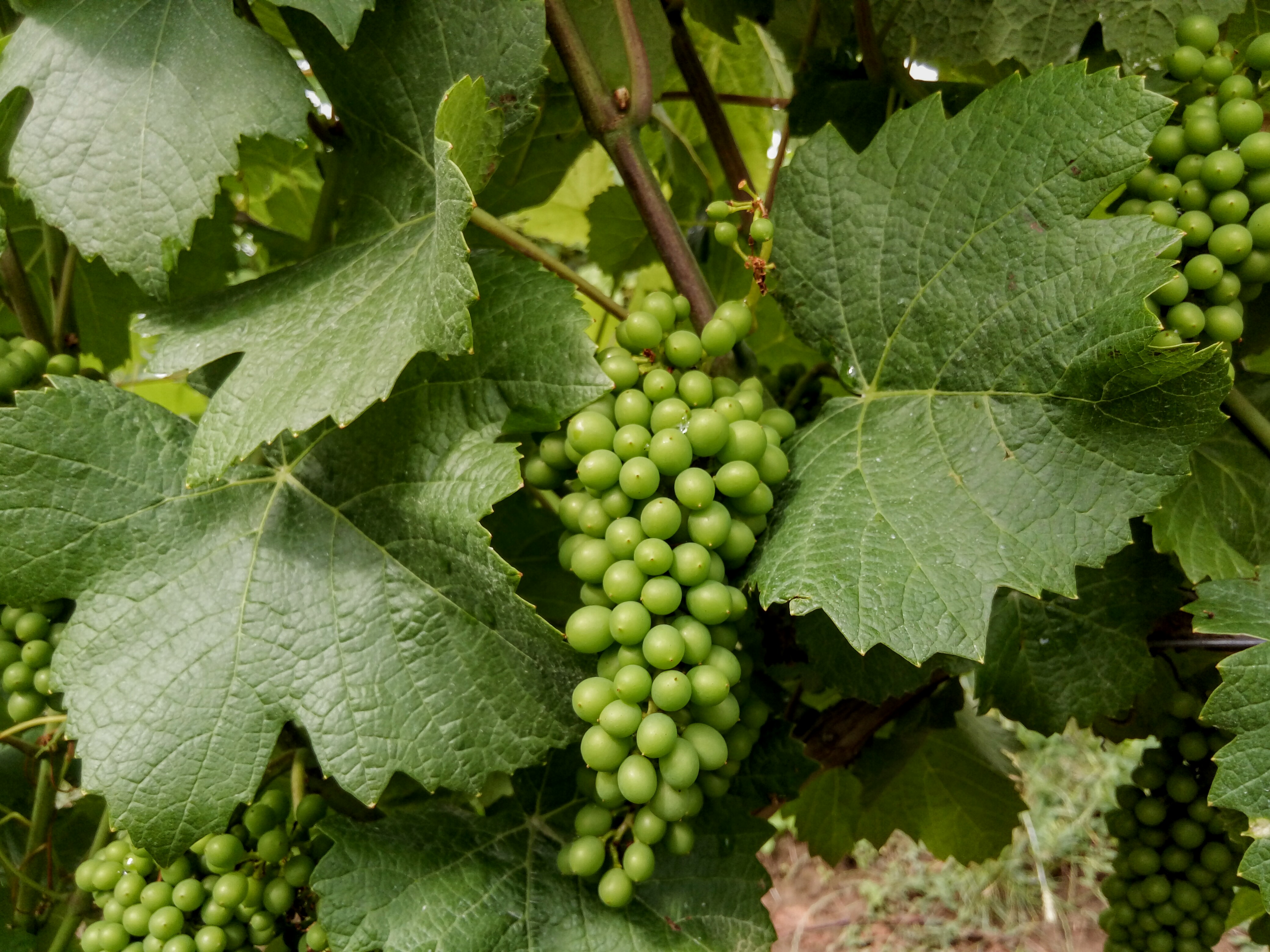 180613 Varga Szurkebarat