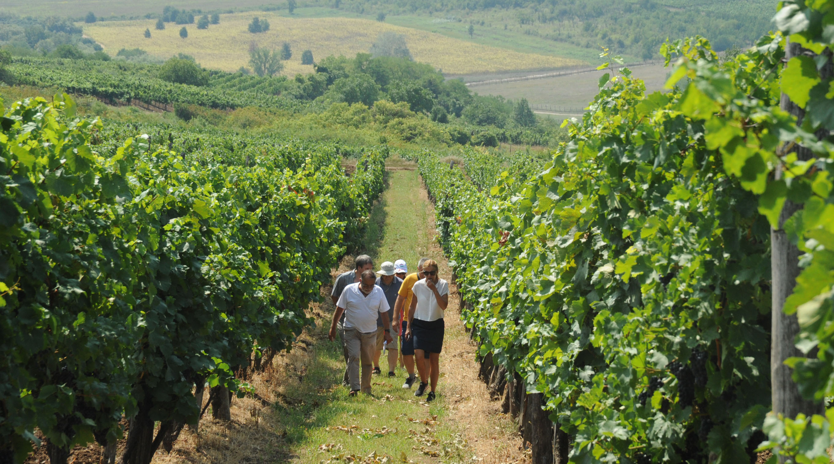 1808 toth ferenc pinceszet bor szolo