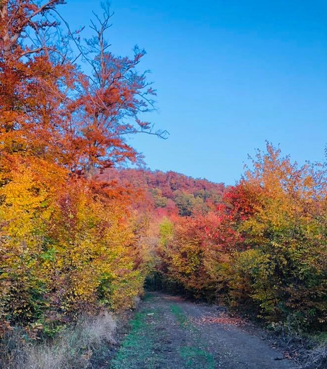 181019 osz bukk erdo Utasi Martin