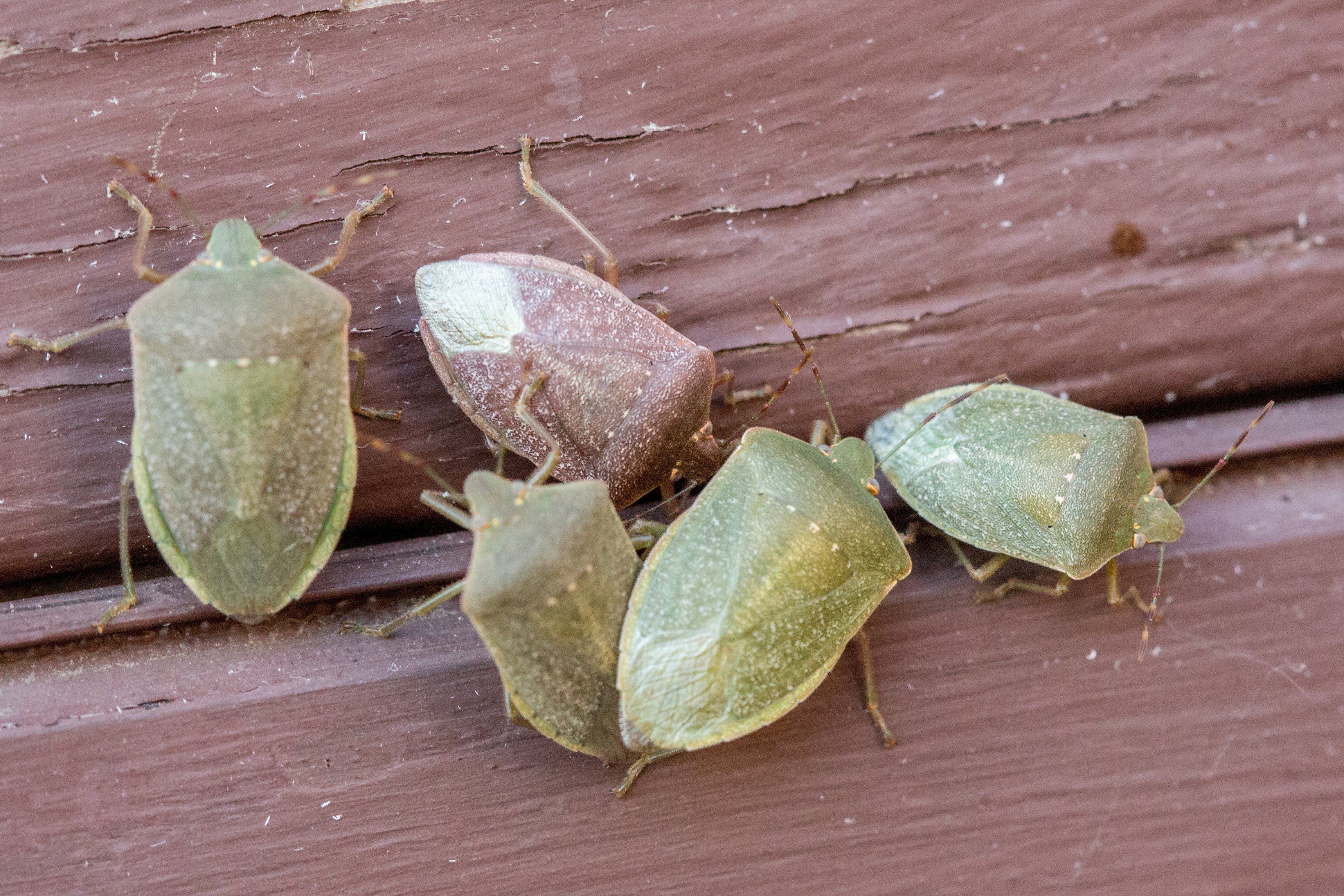 Poloskák Gádoroson