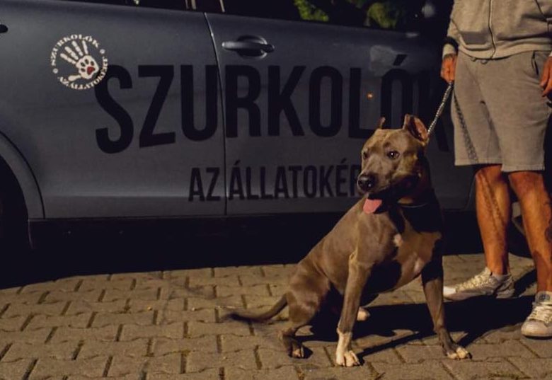 41512847 712053609152476 7703918963805126656 n