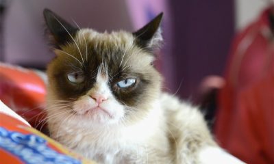 Grumpy cat