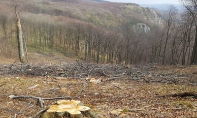 Kivagott 180 eves erdo foto Galh