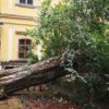 Kidőlt fa az Eszterházy téren