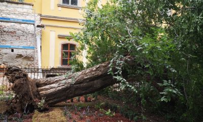 Kidőlt fa az Eszterházy téren
