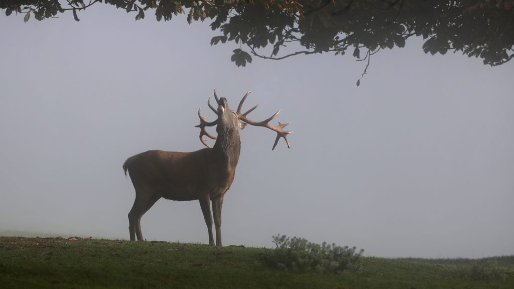Szarvasbõgés Németországban
