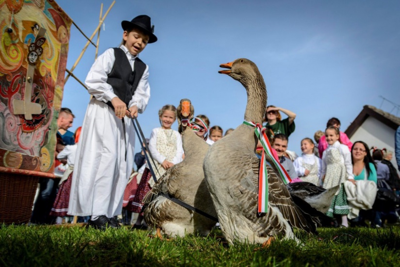 Szent Márton nap liba