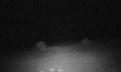 Bdh 9328917126377399564999288789317844442546176o.jpg 2020 04 18 11 19