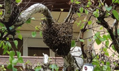 95765844 2975242572523177 1566302967156441088 o