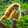 Hainan gibbon2