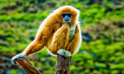 Hainan gibbon2