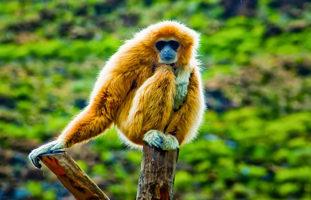 Hainan gibbon2