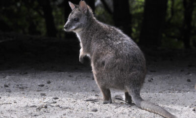 MTI fotó: Kovács Attila, kenguru
