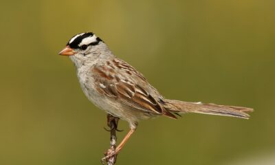 Koronas verebsarmany