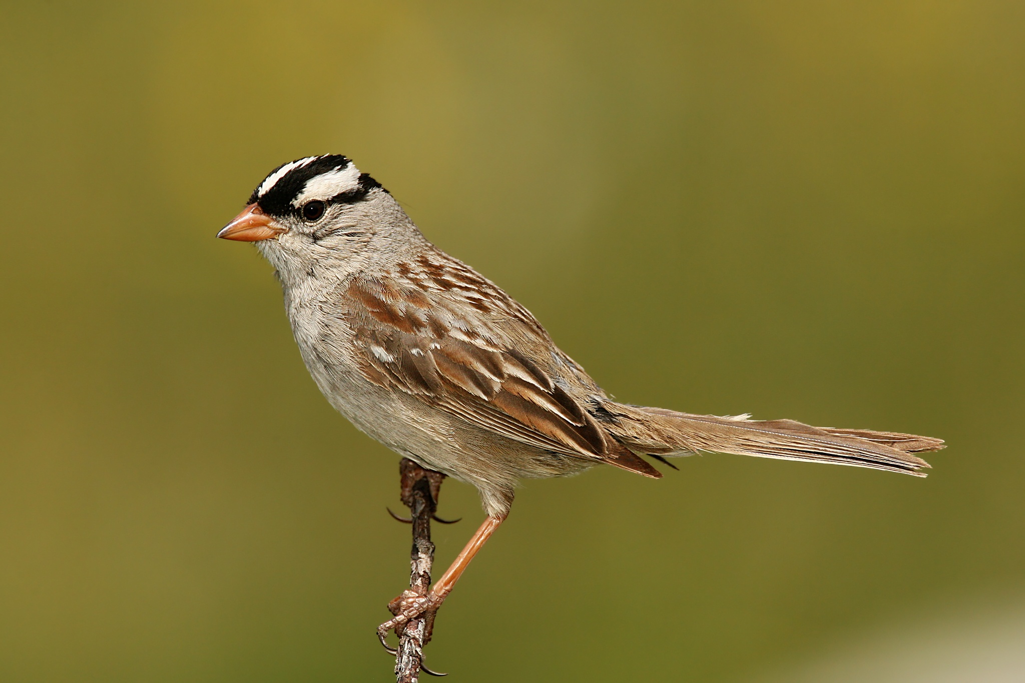 Koronas verebsarmany