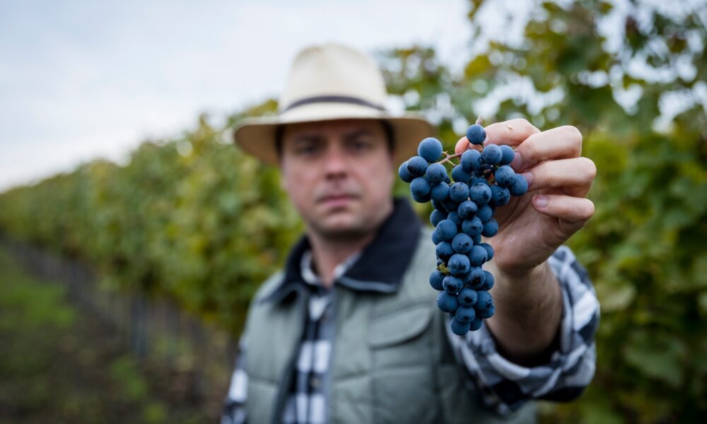 Nyitrai Zsolt szüret