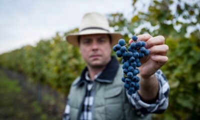 Nyitrai Zsolt szüret