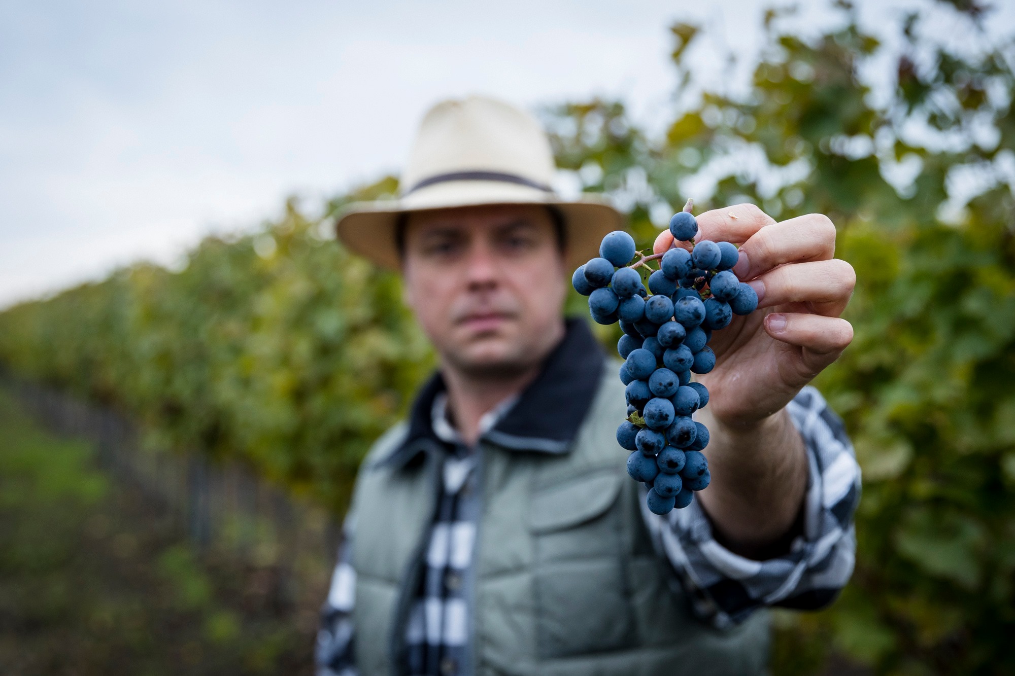 Nyitrai Zsolt szüret