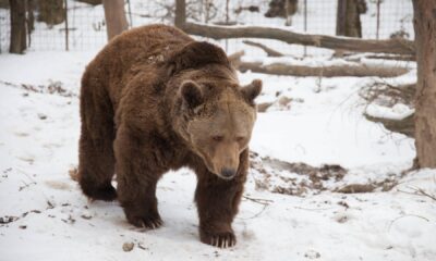 Barna medve ursus arctos a379a826