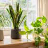 House plants in the window inside a beautiful new home or flat