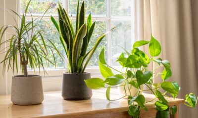 House plants in the window inside a beautiful new home or flat