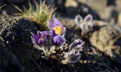 Kökörcsin Komka Péter