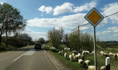 175194817 4180460848660364 5412975754742637664 n