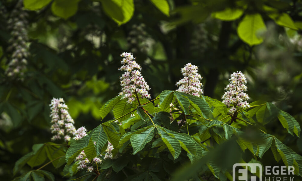 Eger Érsekkert gesztenye