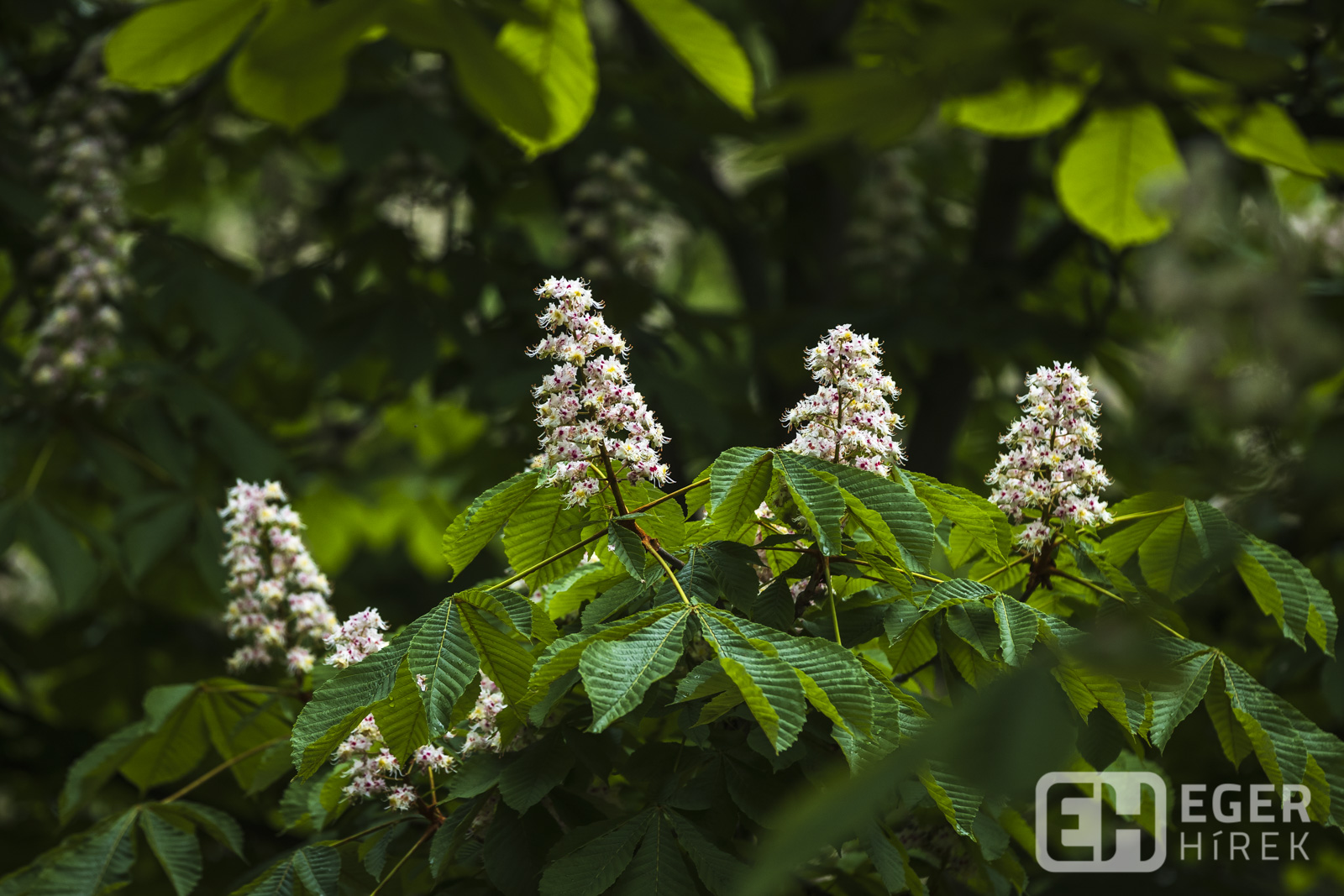 Eger Érsekkert gesztenye