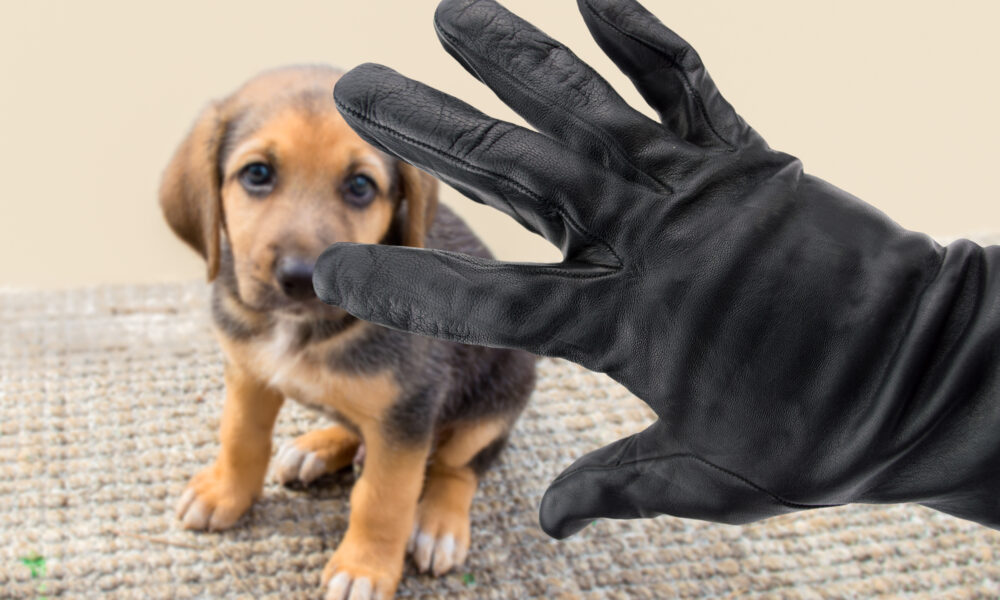 Stealing dogs